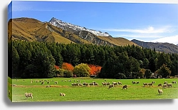 Постер Печенин Евгений Новая Зеландия. Страна овец