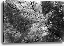 Постер Константинов Андрей Фактура. Тень птицы на срезе дерева