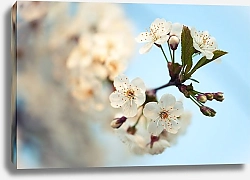 Постер Сидорова Маргарита Цветы вишни