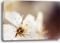 Постер Сидорова Маргарита Цветок вишни
