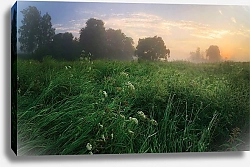Постер Мелихов Илья Московская область, Россия. Летние травы. Утро