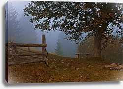 Постер Гордиенко Анатолий Украина, Карпаты, туман, дерево