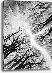 Постер Гуров Евгений Ветви деревьев. Шея жирафа