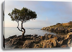 Постер Ашаев Дмитрий Испания. Кадакес. Одинокое дерево в заливе близ Кадакеса