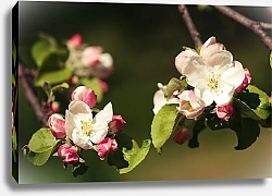 Постер Сидорова Маргарита Цветы вишни 5
