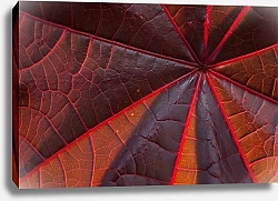 Постер Юрий Дегтярёв Лист цветка. Красно-оранжевый