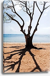 Постер mostheatre о. Бали. Силуэт дерева