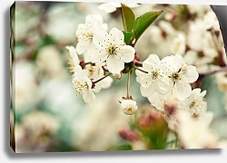 Постер Сидорова Маргарита Цветы вишни 3