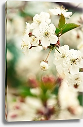 Постер Сидорова Маргарита Цветы вишни 4
