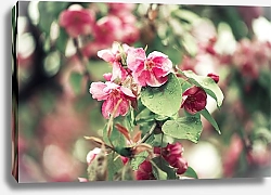 Постер Сидорова Маргарита Розовые цветы 2