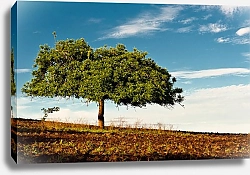 Постер Тен Сергей Коста-Рика. Дерево