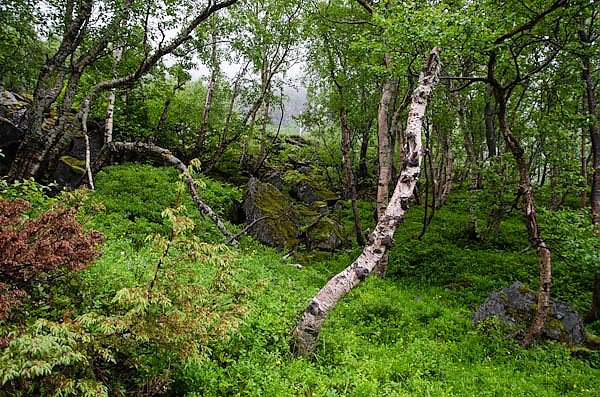Зеленая Норвегия