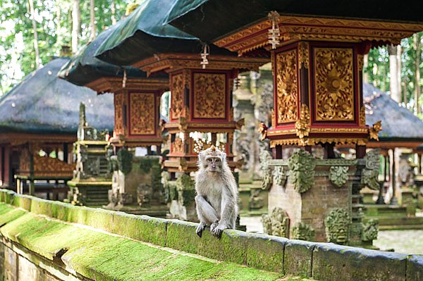 Остров Бали. Отдыхающая обезьяна