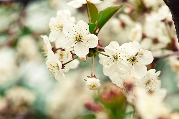 Цветы вишни 3