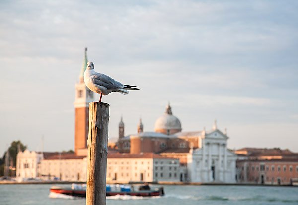 Венеция, Италия. Чайка