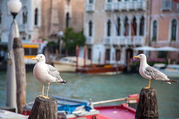 Венеция, Италия. Чайки