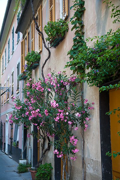 Италия, Лигурийское побережье. Улица с цветами
