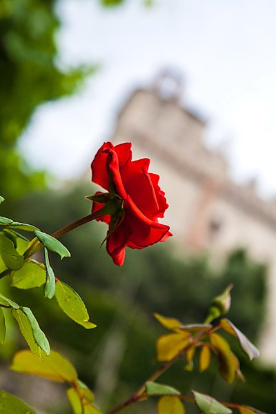 Роза на фоне замка, Италия