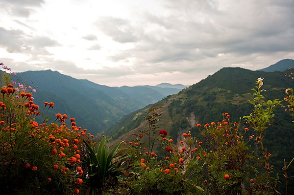 Непал. Гималаи. Горные цветы
