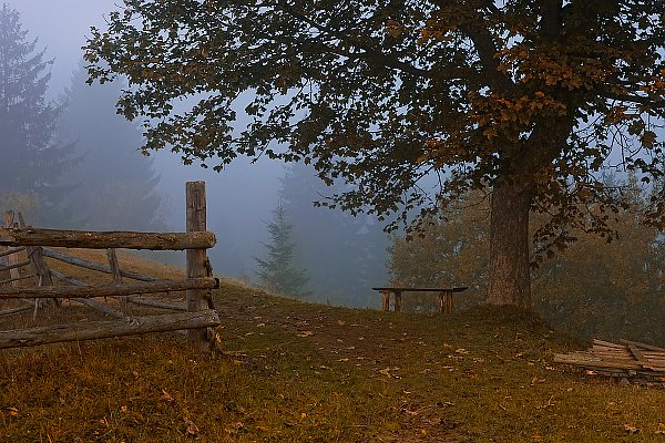 Украина, Карпаты, туман, дерево