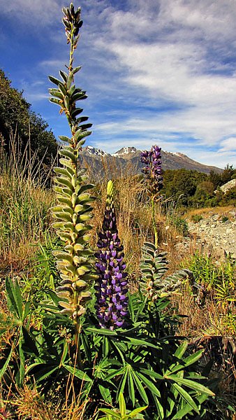 Флора Новой Зеландии