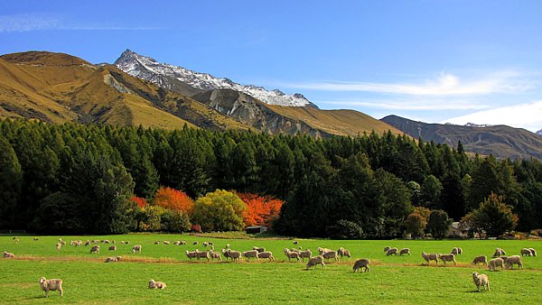 Новая Зеландия. Страна овец