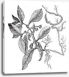 Постер Ipecacuanha or Psychotria ipecacuanha vintage engraving