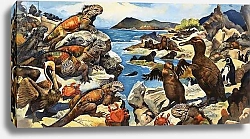 Постер Бэкхаус Д. (совр) Unidentified lizards, birds, crabs and creatures on a rocky shoreline