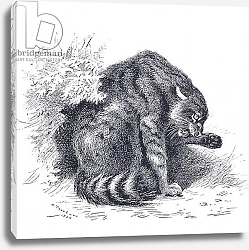 Постер Торнбурн Арчибальд (Бриджман) Wild Cat, from Thorburn's Mammals published by Longmans and Co, c. 1920