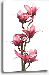 Постер Ветка розовой орхидеи