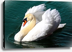 Постер Грациозный белый лебедь на воде