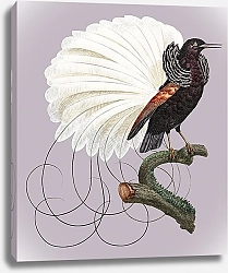 Постер Нитчатая райская птица