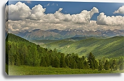 Постер Россия, Алтай. Лес в горах