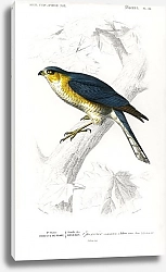 Постер Евразийский перепелятник (Accipiter nisus)