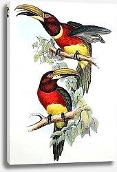 Постер Double-collard Aracari