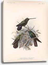 Постер Птицы J. G. Keulemans №58
