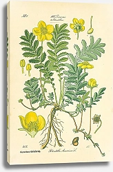 Постер Rosaceae, Potentilleae, Potentilla Anserina