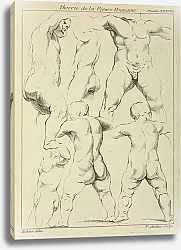 Постер Рубенс Петер (Pieter Paul Rubens) Studies of male torsos