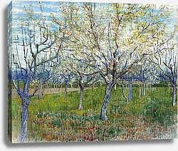 Постер Ван Гог Винсент (Vincent Van Gogh) Фруктовый сад с цветущими абрикосами