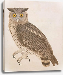 Постер Dusky Eagle Owl