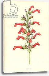 Постер Хулм Фредерик (бот) Salvia