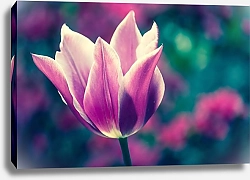Постер Лиловый тюльпан в поле