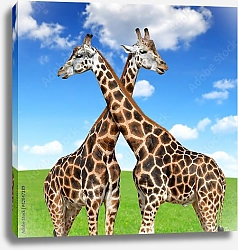 Постер Два жирафа 1