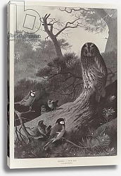 Постер Торнбурн Арчибальд (Бриджман) Mobbing a Wood-Owl