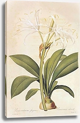 Постер Humenocallis fragrans Salisb