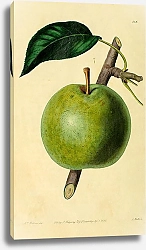 Постер Красивая груша