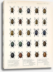 Постер Годман Фредерик Insecta Coleoptera Pl 241