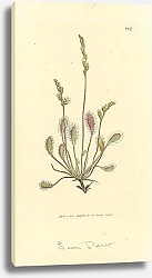 Постер Sowerby Ботаника №14 1