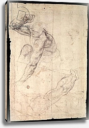 Постер Микеланджело (Michelangelo Buonarroti) Male figure study