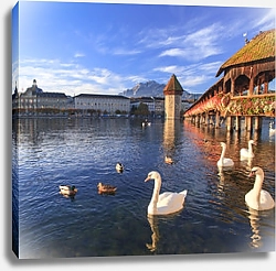 Постер Швейцария, Люцерн. Лебеди у Капельбрюкке